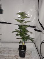 Verdant Green White Rhino x Bubba Kush 20230902.jpg