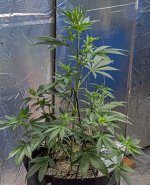 Day 45 CBD 6 Sept 2023.jpg