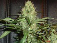 Bluecheese6weeksclose-3.jpg