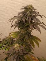 Cherry Gorilla#1.jpg