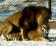 asiatic-lion-tiger-mate-liger.jpg