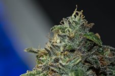 gremlin kush-0013.jpg