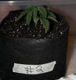 Day 30 Veg - #2 Smart Pot.jpg