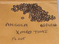 ANGOLA X MEO THAI 001.jpg