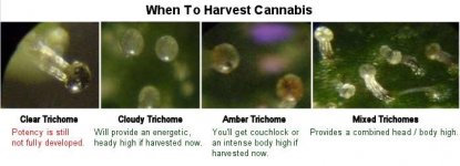 trichome_maturity_guide[1].jpg