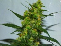 Big Foot - SWEET SEEDS - 11.2016.jpg