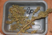 IMG_2459_amnesia-trim.jpg