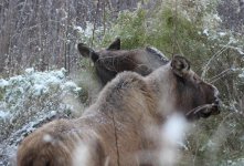 A pair of munching Moose, one is shy.jpg