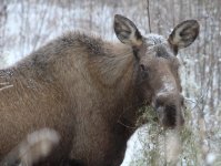 Bird vetch is considered an invasive species, but Moose like it.jpg