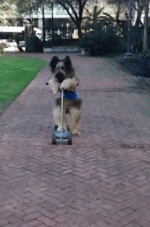 funny-dog-109.gif