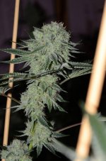 GG4-bud-top-1.jpg