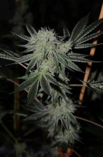 GG4-bud-top-2.jpg