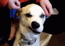 03-funny-gif-259-dog-nose.gif