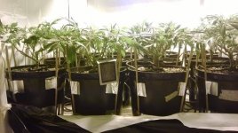 tmp 11557 WP 20150113 0051017325280
1st clones two from each phenotypes