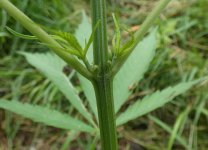 Purple Zamal x Erdpurt 3_male preflower_outdoor.JPG