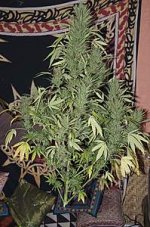 nuristani kush (2).jpg