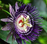 Passion-Flower-a-768x723.jpg