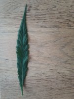 34_ripped-leaf_20240716.jpg