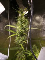 (PZam x A5) x (GT80 - F2 auto) (F1) pheno with long african pistils and lanky growth very clos...JPG