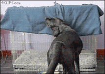 01-awesome-dog-gifs.gif