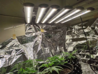 phlizon_full-specttum_led_grow_light (21).png