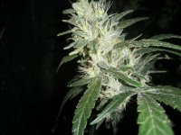 Ace Seeds Zamaldelica fem week nine.jpg