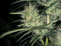 Ace Seeds Zamaldelica fem. Wk 9.jpg