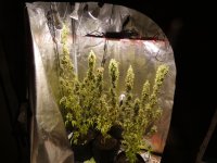 whole tent with (left to right) large pheno 3, spicy-sweet smelling phneo 2 and floral-grapfru...JPG