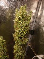 pheno 1_one partially seeded_flowering week 18.JPG