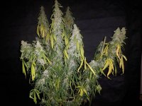 Delicious Seeds Northern Light Blue Auto 82days.jpg