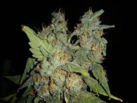 Northern Light Blue Auto Delicious Seeds.jpg