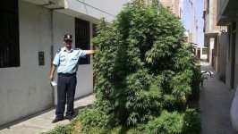 encuentran-planton-marihuana-calle-trujillo-624x352-144110.jpg