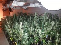 4 bulb batch 1000w HPS.jpg