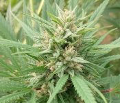 HashTonic outdoor bud finishing late Sept.jpg