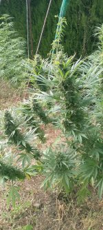 HashTonic outdoor colas finishing late Sept2.jpg