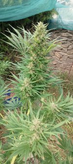 HashTonic outdoor colas finishing late Sept5.jpg