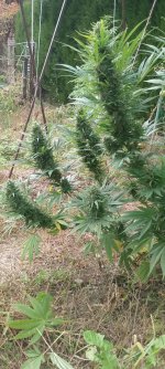 HashTonic outdoor colas finishing late Sept6.jpg