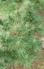 HashTonic outdoor plant finishing late Sept.jpg