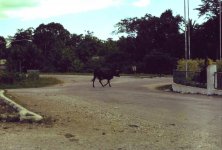 30 Negril traffic circle.jpg