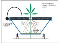 Pachino_agriponic_03_2023_fig-X_Pagina_3.jpg