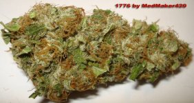 1776-bud-shot.jpg