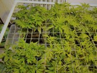 Chem 91's to the left getting overpowered by the 22 day old Malawi.jpg