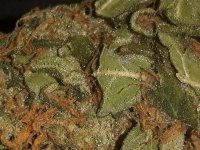 CLOSE UP BLUE OG .jpg