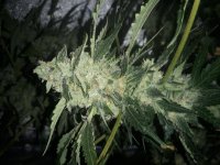 SKUNK #1 FEM. SEEDSMAN. WK 7.jpg