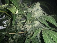 Original Skunk #1 Fem Seedsman. wk 7 .jpg