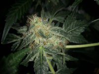 Seedsman Original Skunk #1 Fem wk 7.jpg