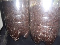 ACE SEEDS ZAMALDELICA CLONE ROOTS .jpg