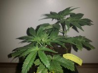 ACE SEEDS ZAMALDELICA CLONE CUTTINGS.jpg