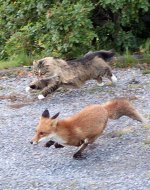 A Norwegian cat chasing a fox.jpeg