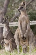 Kangaroo’s testicles are above it’s penis.jpeg